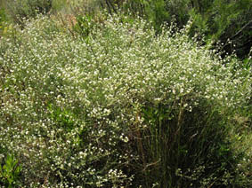 Dorycnium pentaphyllum